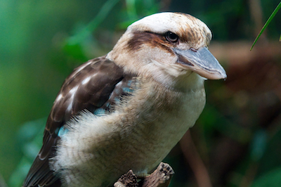 Kookaburra J6